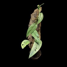 Monstera siltepecana rankpflan gebraucht kaufen  Mainz