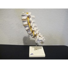 Scientific lumbar vertebrae for sale  Aurora