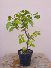 Pre bonsai limone usato  Macerata Campania