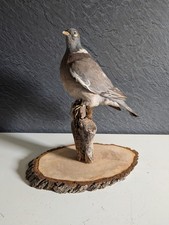 Taxidermy for sale Taxidermy for sale  LANARK
