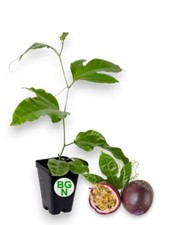 Passiflora edulis possum for sale  San Diego