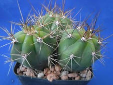 Echinopsis large white for sale  Tucson