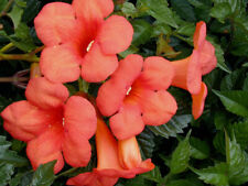 Campsis tagliabuana madame for sale  CRANBROOK