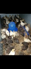 36uova quaglia mix usato  Taviano