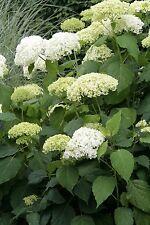 Hydrangea arborescens annabell for sale  Rock Island