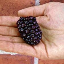 Giant sweet blackberry for sale  ROCHDALE