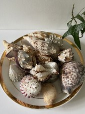 Sea shells decoration for sale Sea shells decoration for sale  DERBY