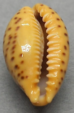  SEA SHELL CYPRAEA HUMPHREYII 16,3 mm. BOM, CALO SUPERIOR E COR SELECIONADA SHELL comprar usado  Enviando para Brazil