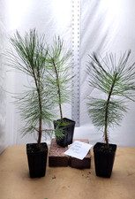 Native pre bonsai for sale  La Grande