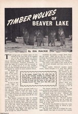 Timber wolves beaver for sale Timber wolves beaver for sale  SHREWSBURY