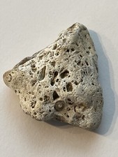 Crinoid screw fossil for sale  GREAT YARMOUTH