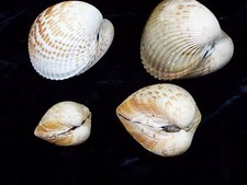Hynings cockle shells for sale  Fort Myers