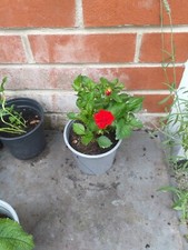 Dahlia figaro plant for sale  SOUTHAMPTON