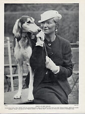 Saluki named dog for sale  COLEFORD