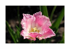 10x crispa tulpen gebraucht kaufen  Pfullingen