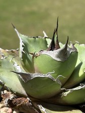 Agave titanota black for sale  Fayetteville