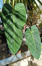 Anthurium metallicum philodend d'occasion  Saint-Privat-des-Vieux