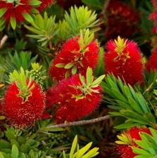 Bottle brush standard for sale  ROCHESTER