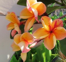 Rare grafted orange for sale  Honolulu