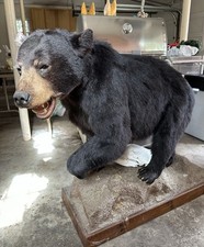 Black bear mount for sale  Topsfield