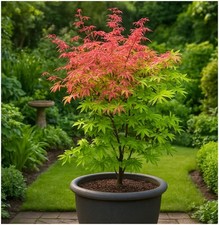 Litre acer palmatum for sale  PRESTON
