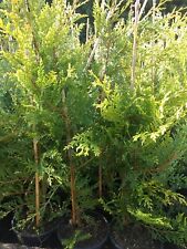 Gold castlewellan conifer for sale  MARCH