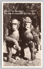 Monkeys chimps worry for sale  Louisville