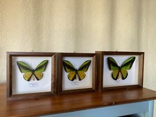 Ornithoptera goliath procus for sale  WOODBRIDGE