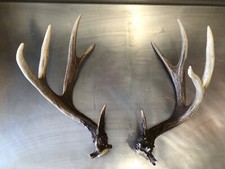 Alaskan sitka blacktail for sale  Channahon