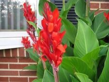 Achira rizoma canna usato  Cagliari