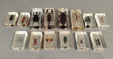 insect collection for sale insect collection for sale BERKHAMSTED