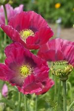 Flower poppy papaver for sale  WREXHAM