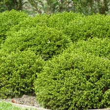 Hebe green mound for sale  UK