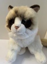 Living nature ragdoll for sale  LIVERPOOL