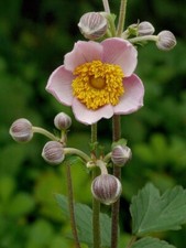 Japanese anemone wind for sale  Indianapolis