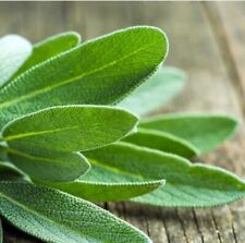 Broadleaf sage fresh for sale  Callahan