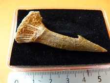 Dent rostrale ochopristis d'occasion  Saint-Aubin-sur-Mer