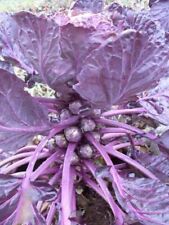 Vegetable brussel sprout for sale  SALISBURY