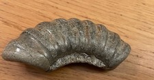 Stone ammonite fossil for sale Stone ammonite fossil for sale  SHEFFIELD