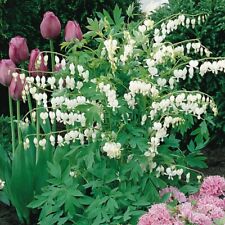 Large dicentra bleeding for sale  DEREHAM
