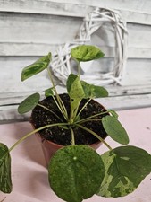 Heavenly hoya pilea gebraucht kaufen  Bad Bramstedt