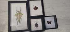 Entomology frames for sale  BRISTOL