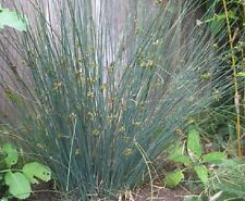 Juncus glaucus plante d'occasion Juncus glaucus plante d'occasion  Krautergersheim