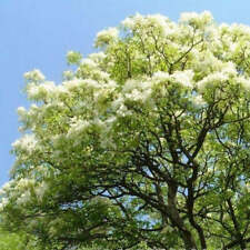 Fraxinus excelsior frassino usato  Napoli