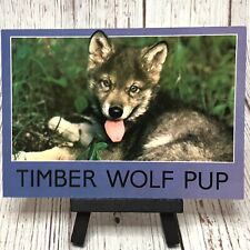 Timber wolf pup for sale  Minneapolis