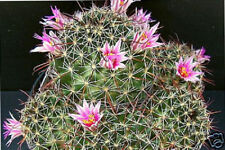 Mammillaria mainiae pincushion d'occasion  Expédié en Belgium