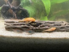 Pack albino bristle for sale  Horn Lake
