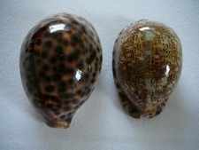 Muscheln cypraea tigris gebraucht kaufen  Meine