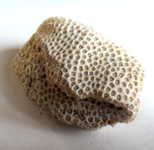 Petit fossile naturel d'occasion  Blain
