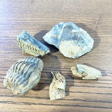 Collection fossiles bruts d'occasion Collection fossiles bruts d'occasion  Saint-Genest-Malifaux